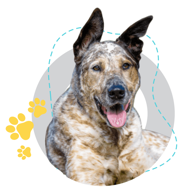 better dog breath