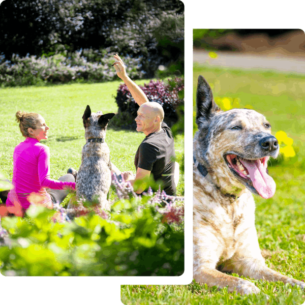 better dog breath