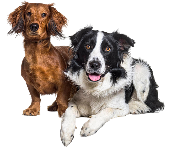 better dog breath